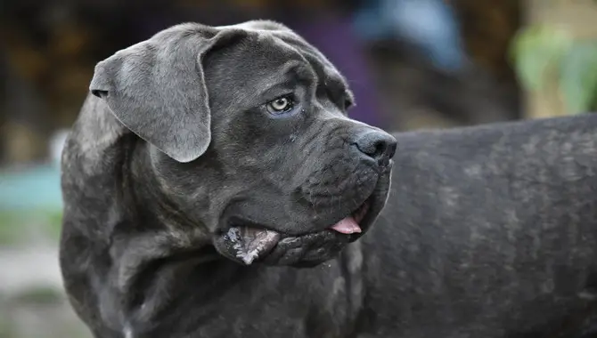 Factors To Consider When Leaving A Cane Corso Home Alone
