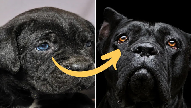 Dazzling Cane Corso Eye Color: Unveiling The Beauty!