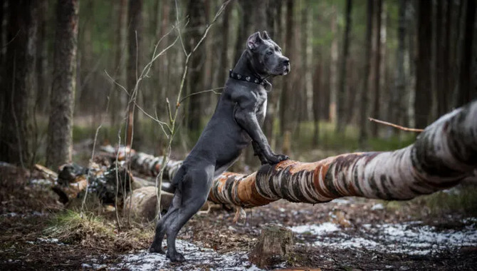 Feeding A Cane Corso