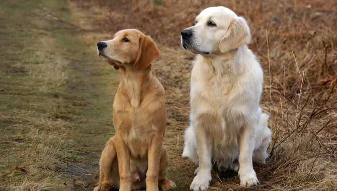 Field Golden Retriever Vs. Show Golden Retriever