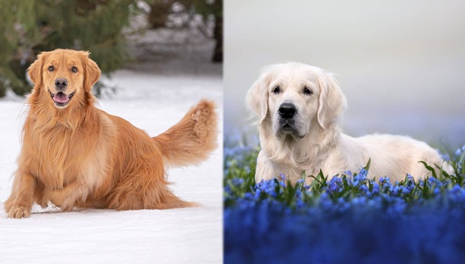 Field Golden Retriever Vs. Show Golden Retriever Attitude Toward Family And Kids