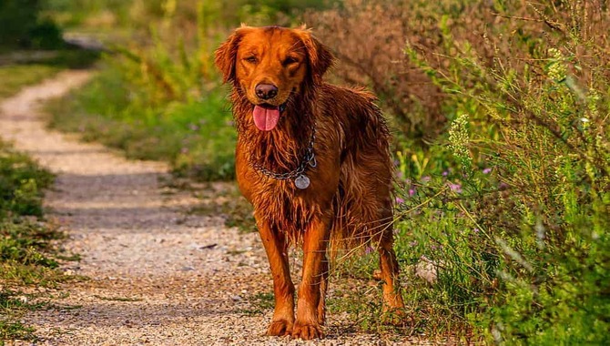 Field Golden Retriever Vs. Show Golden Retriever: Breeders Matter