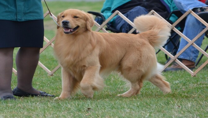 Field Golden Retriever Vs. Show Golden Retriever Training