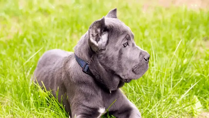 Finding The Right Vet For Cane Corso Ear Cropping