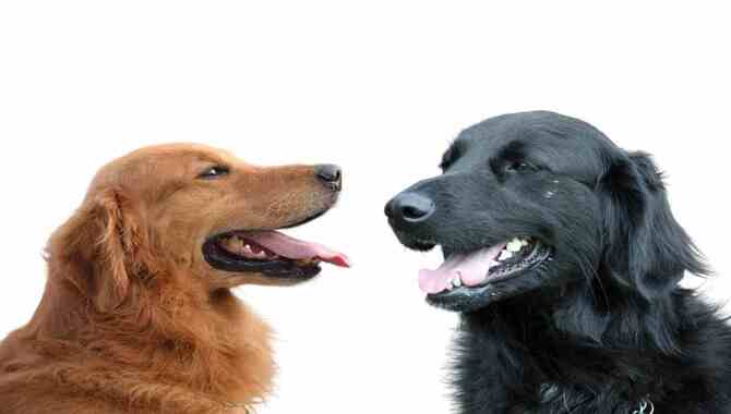 Flat-Coated Retriever Vs. Golden Retriever (What's The Difference?)