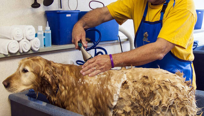 Frequency Of Bathing For Long-Haired Golden Retrievers