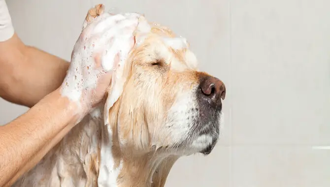 Frequency Of Bathing For Short-Haired Golden Retrievers