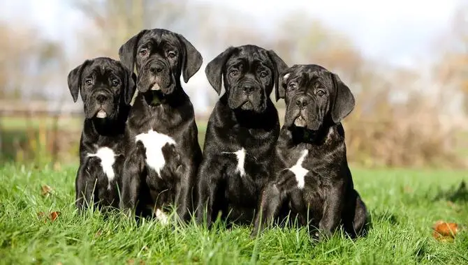 General Growth And Development Progressions For Cane Corso Puppies