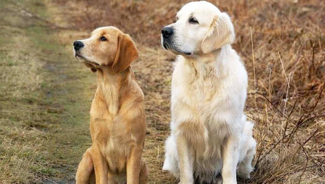 Golden Retriever Breed Standard: Brown Eyes