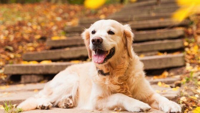 Golden Retriever Displays High Anxiety