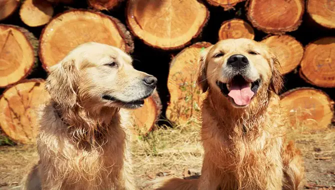 Golden Retriever Drools From Joy, Excitement, Or Happiness