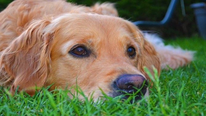 Golden Retriever Mixes May Have Blue Eyes