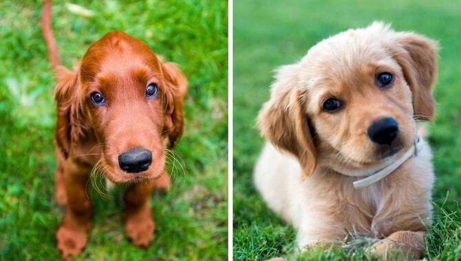 Golden Retriever Or Irish Setter Which Dog Is Easier To Train