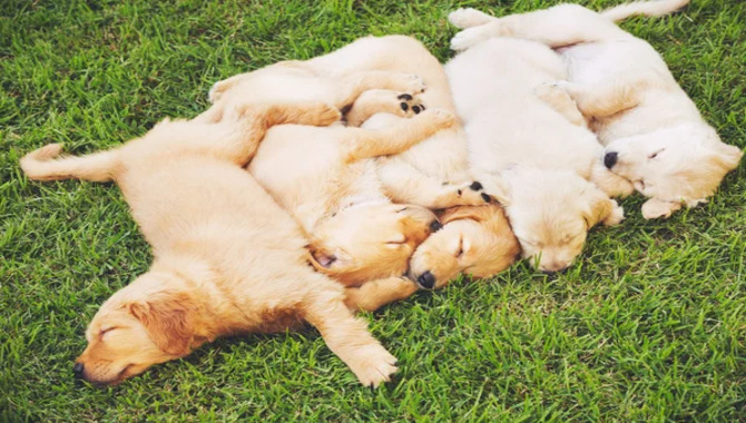 Golden Retriever Puppies Factors That Impact Sleep