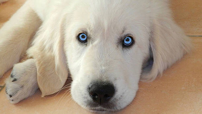Golden Retriever Puppies May Have Blue Eyes