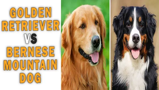 Golden Retriever vs Bernese Mountain Dog
