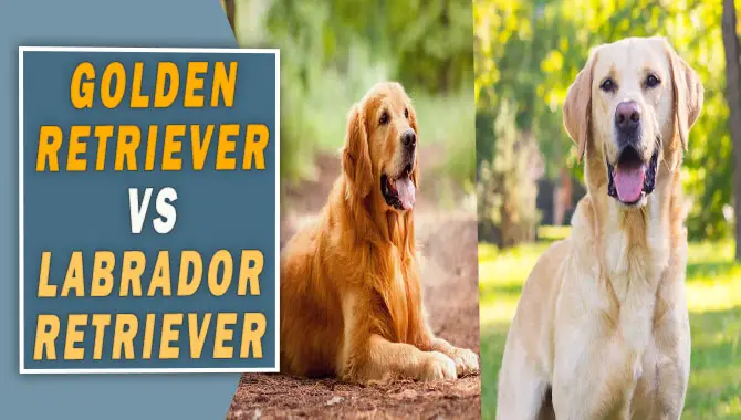 Golden Retriever vs Labrador Retriever 