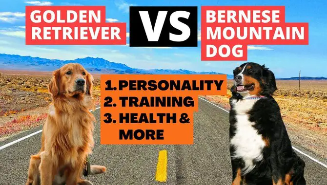 Golden Retriever vs. Bernese Mountain Dog (Explained)