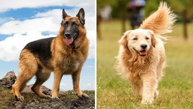 Golden Retrievers And German Shepherds Are Similar In Size