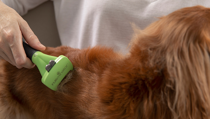 Golden Retrievers And The Furminator