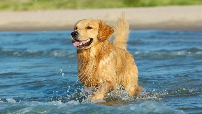 Golden Retrievers And Their Love For Water