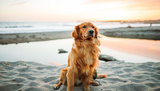 Golden Retrievers Can Bring Help