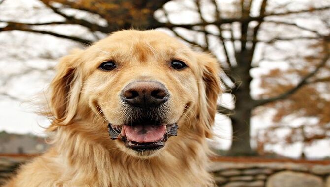 Golden Retrievers Deter With Their Size