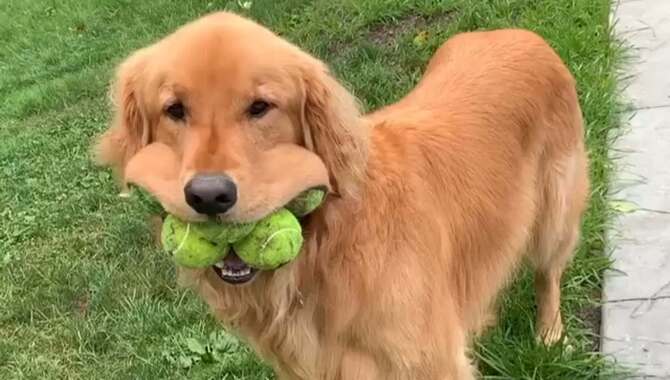 Golden Retrievers Find Tennis Balls Fun And Entertaining