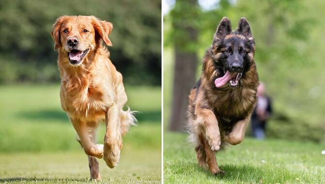 Golden Retrievers & German Shepherds Are Both Very Active