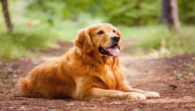 Golden Retrievers Growl To Warn Of Danger