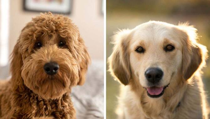 Golden Retrievers Vs. Goldendoodles: Overall Temperament