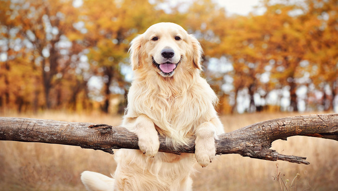 Golden Retrievers Will Put Themselves In Harm's Way