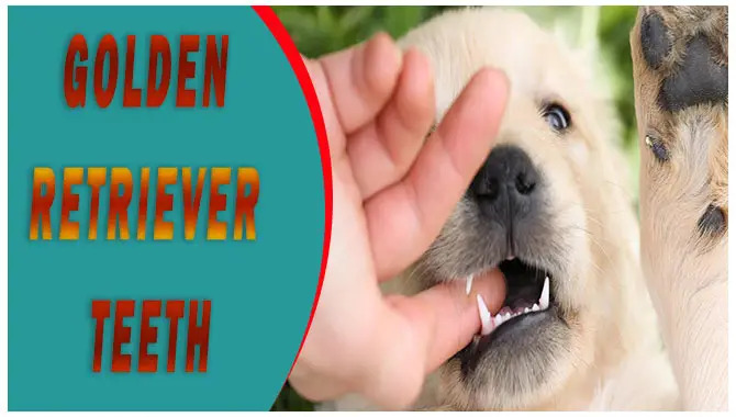 Golden Retriever Teething Signs