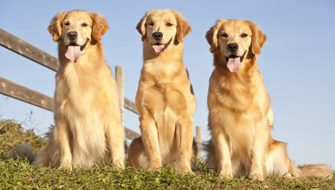 Goldens Are Friendly