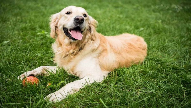 Goldens Are Intelligent