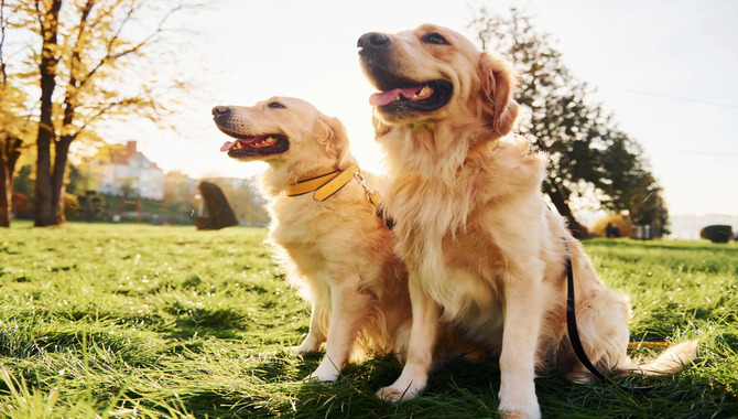 Goldens Are Loyal