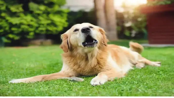 Goldens Have A Large, Powerful Bark