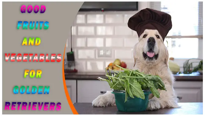 Good Fruits And Vegetables For Golden Retrievers