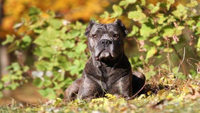 Grooming Needs For Cane Corso