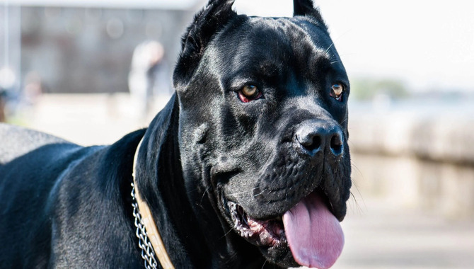 Grooming Requirements Of The Cane Corso