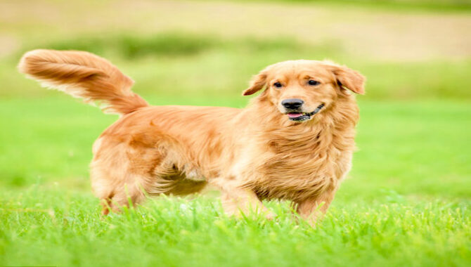 Grooming Tips For Golden Retrievers With Long Hair