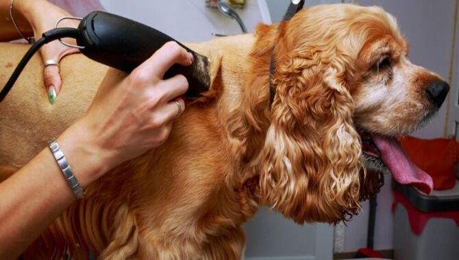 Grooming Your Cocker Spaniel