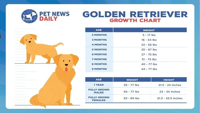 Growth Chart For Female Golden Retrievers