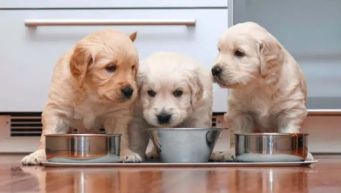 Guidelines For Feeding A Golden Retriever Puppy
