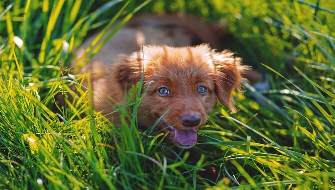 Health Benefits Of Grass For Dogs