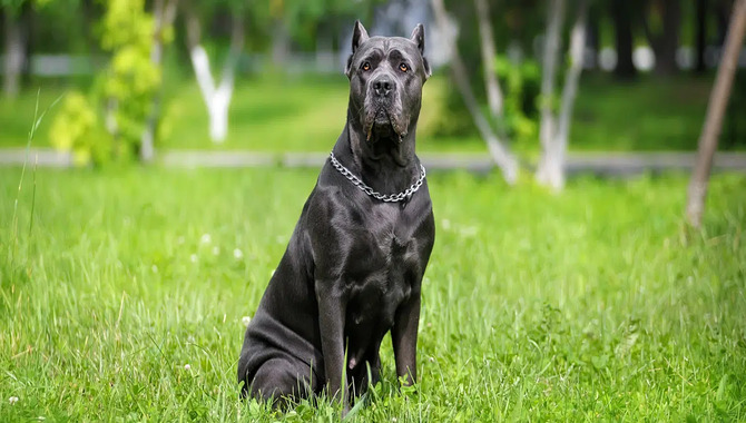 Health Considerations For Cane Corso