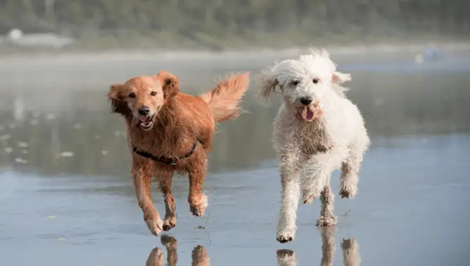 Health Differences Between A Golden Retriever And Goldendoodle