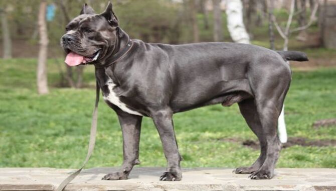 Health Issues Of The Cane Corso