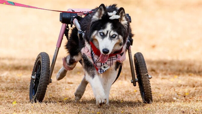 Health Risks Associated With Huskies