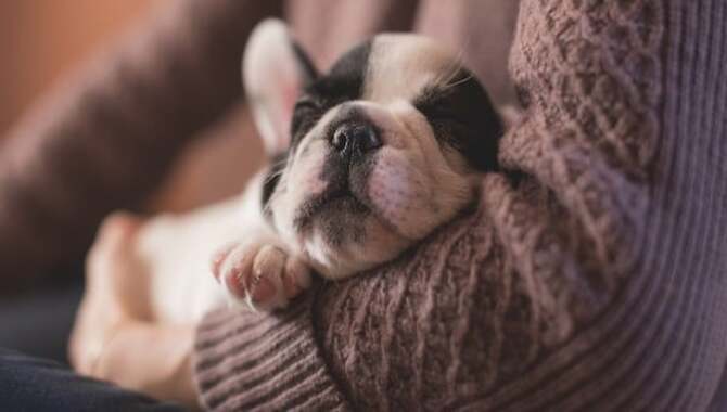 Help Your Puppy Sleep Through The Night